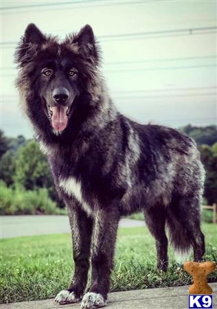azwolfdogs Picture 3
